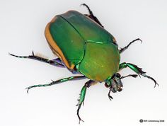 a green bug sitting on top of a white surface