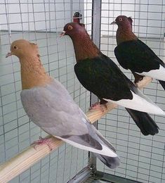 three birds sitting on top of a wooden perch