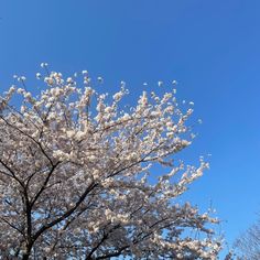 a tree with white flowers in front of a blue sky and some trees on the other side