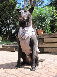 a black dog wearing a white shirt and bow tie sitting on the ground with trees in the background