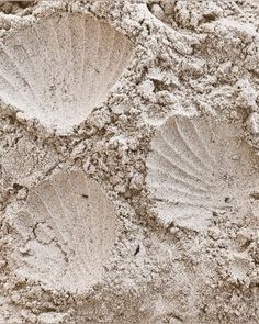 three seashells in the sand on a beach