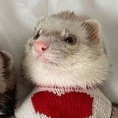 two ferrets wearing sweaters with hearts on them sitting next to each other