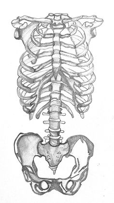 a drawing of a human skeleton with the lower and upper ribs visible in black and white