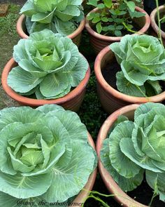 there are many potted plants in the garden together, some have green leaves on them