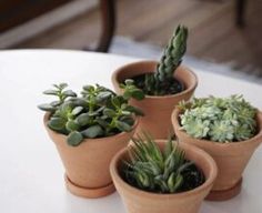 three potted plants sitting on top of a white table next to eachother