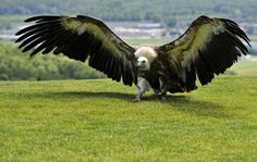 a large bird standing on top of a lush green field next to a remote control plane