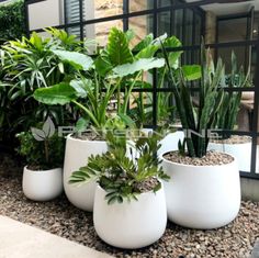 three white planters with plants in them sitting on the ground next to each other