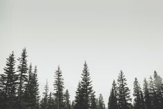 a forest filled with lots of green trees covered in snow and fog on a cloudy day