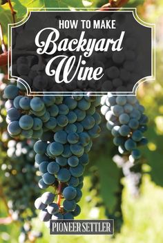 how to make backyard wine with grapes growing on the vine and text overlay that reads, how to make backyard wine