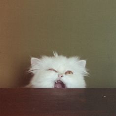 a white cat with its mouth open sitting on top of a wooden table next to a wall