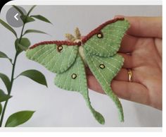 a hand holding a small green butterfly on top of a plant