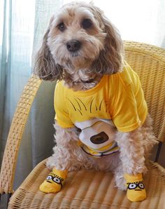 a dog sitting on top of a wicker chair wearing a t - shirt with a soccer ball in it