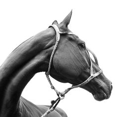 a black and white photo of a horse wearing a bridle