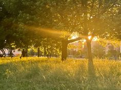 the sun shines brightly through the trees and grass