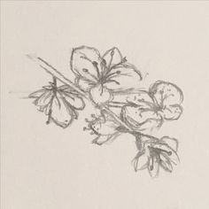 a pencil drawing of some flowers on a white paper