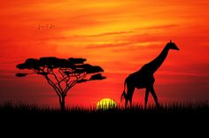 a giraffe standing in the grass at sunset