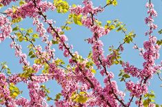 pink flowers are blooming on the branches of a tree in front of a blue sky