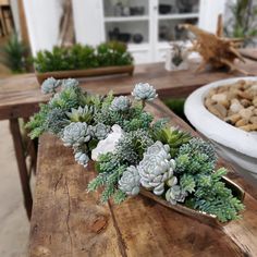 succulents and other plants sit on a wooden table