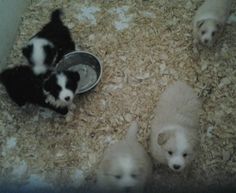 four puppies are eating food out of a bowl