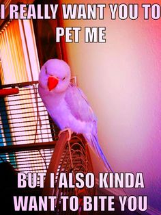 a white bird sitting on top of a cage