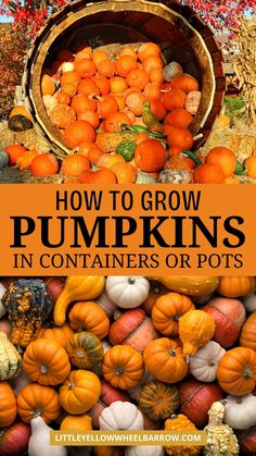 pumpkins and gourds with the title how to grow pumpkins in containers or pots