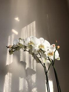 white orchids are arranged in a vase against a wall with the sun shining on them