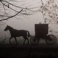 a horse drawn carriage traveling down a foggy road