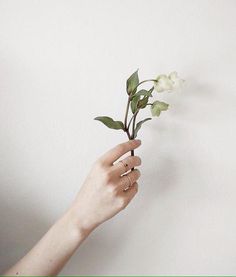 muguet ∞ Gillian Stevens, Hand Photography, Yennefer Of Vengerberg, Sebastian Michaelis, Claire Fraser, The Infernal Devices, White Aesthetic, Favorite Rings