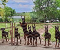 a group of dogs standing behind a chain link fence