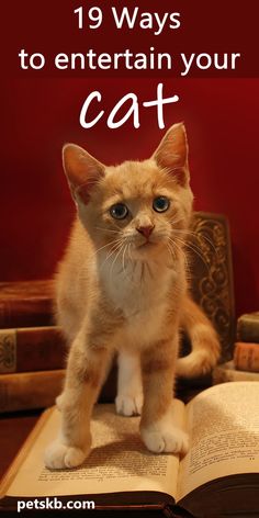 a cat sitting on top of an open book with the title 19 ways to entertain your cat