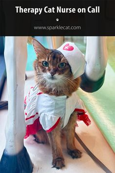 a cat in a nurse's outfit sitting under a chair with the caption therapy cat nurse on call