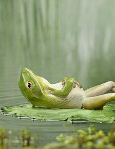 a frog is laying on top of a lily pad