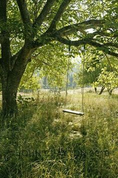 an empty swing in the middle of a grassy field under a tree with no leaves