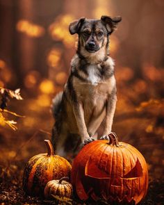 a dog sitting on top of a pumpkin next to two jack - o'- lanterns