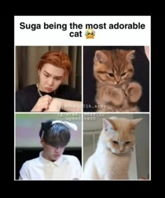 four different pictures of cats and people with caption that reads, suga being the most adorable cat