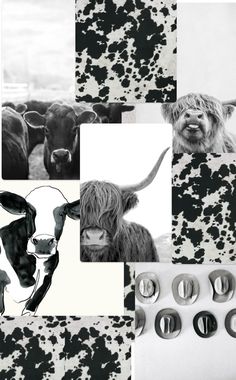 black and white photograph of cows with different patterns