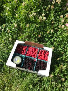 raspberries and strawberries in a box on the grass