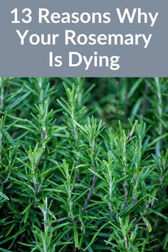 rosemary plants with the words 13 reasons why your rosemary is dying