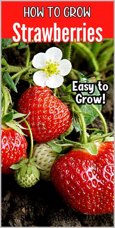 how to grow strawberries easy to grow