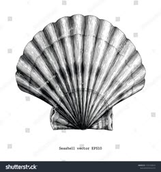 an antique black and white drawing of a seashell or scallop, from the 19th century