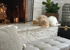 two small dogs are sitting on the mantle next to a fire place and coffee cup