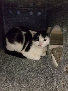 a black and white cat is laying on the carpet in front of a scratching post