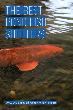 the best pond fish shelterrs