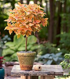 a potted plant sitting on top of a wooden table