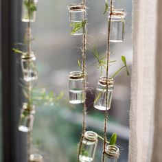 there are many jars with plants in them hanging from the window sill, and one is filled with water