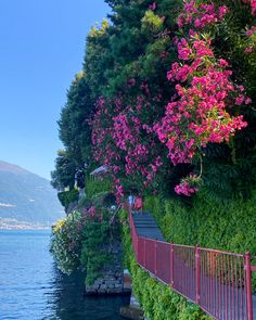 pink flowers are growing on the side of a wall next to a body of water