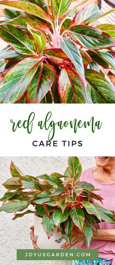 a woman holding a potted plant with the words red agroma care tips