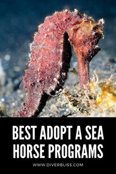 a sea horse is shown with the words best adopt a sea horse programs on it