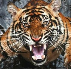 a close up of a tiger with its mouth open