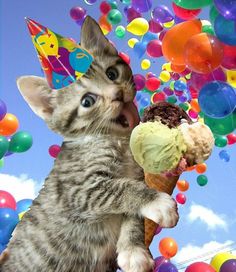 happy birthday to me | Via Chinkyaku San Birthday Kitten, Cat Happy Birthday, Happy Birthday Cat, Party Cat, Birthday Cat, Kitten Birthday, Cat Tent, Happy Happy Happy, It S My Birthday